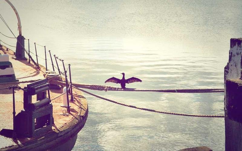 Social Media Campaign Visuals